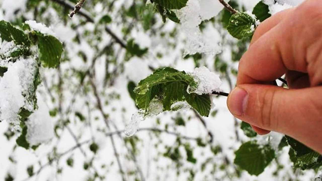 Afyonkarahisar Çiftçilerin Tarım Ürünlerin Donması
