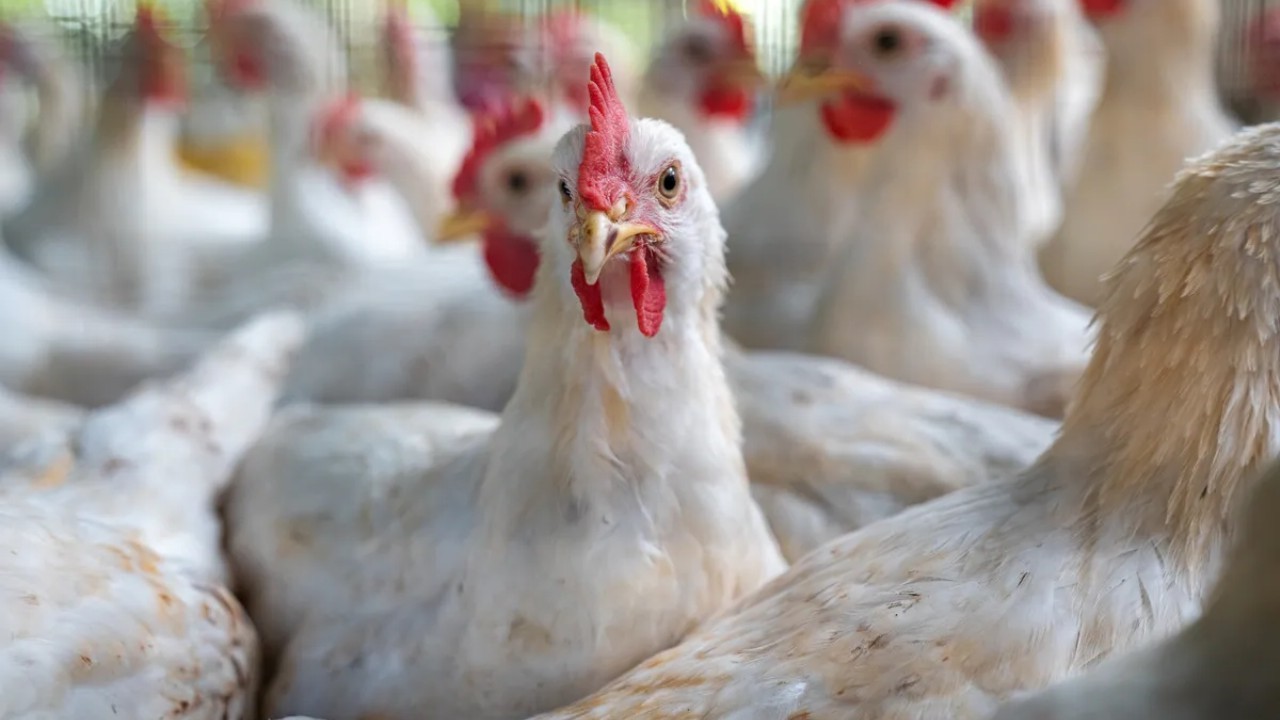 ABD'de Alarm: 2017'den Beri İlk H7N9 Kuş Gribi Vakası!