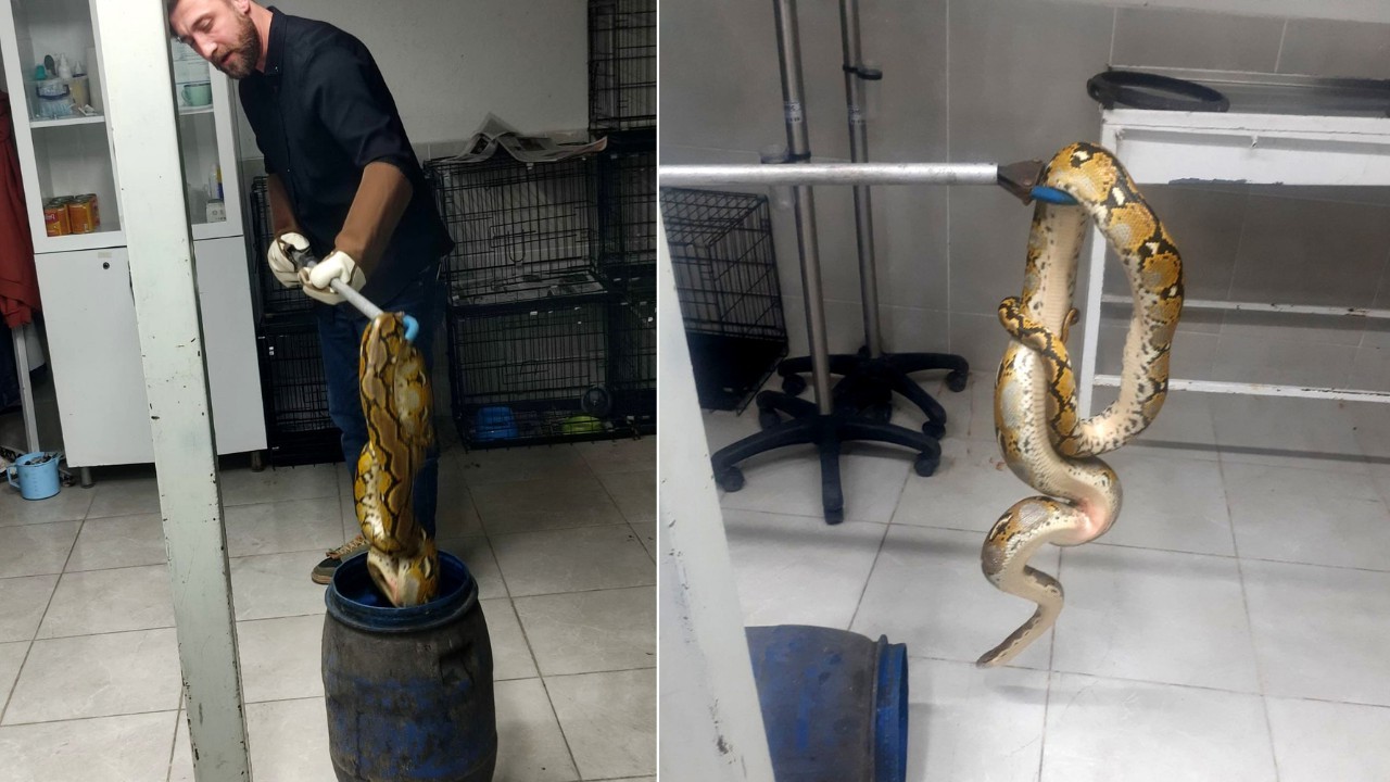 Otobüste Karton Kutu Sürprizi: Piton Yılanı!